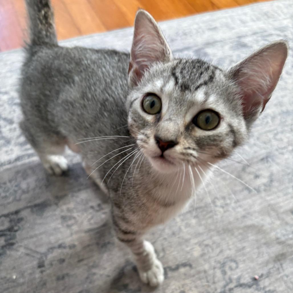 Enlarge Tiki Torch, a Adoptable Domestic Short Hair in Costa Mesa, CA image 4/6