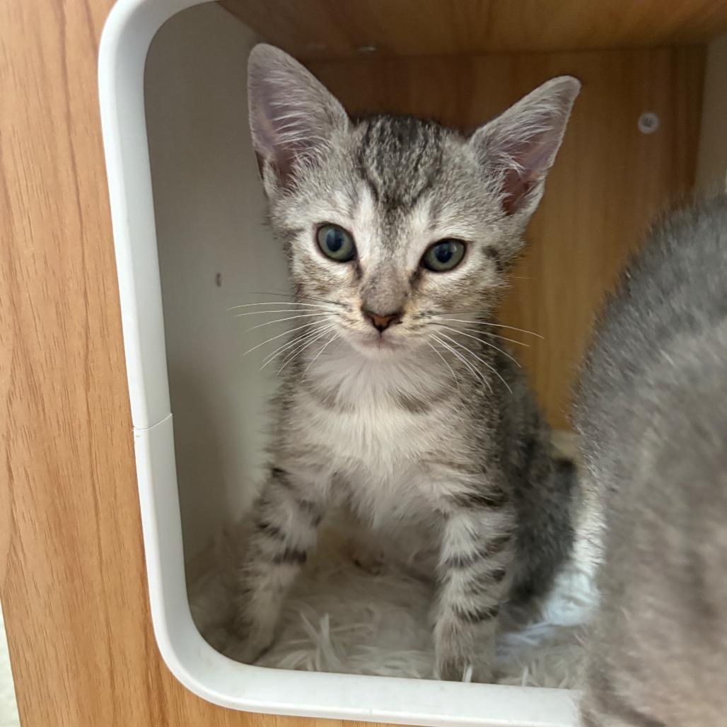 Enlarge Tiki Torch, a Adoptable Domestic Short Hair in Costa Mesa, CA image 5/6