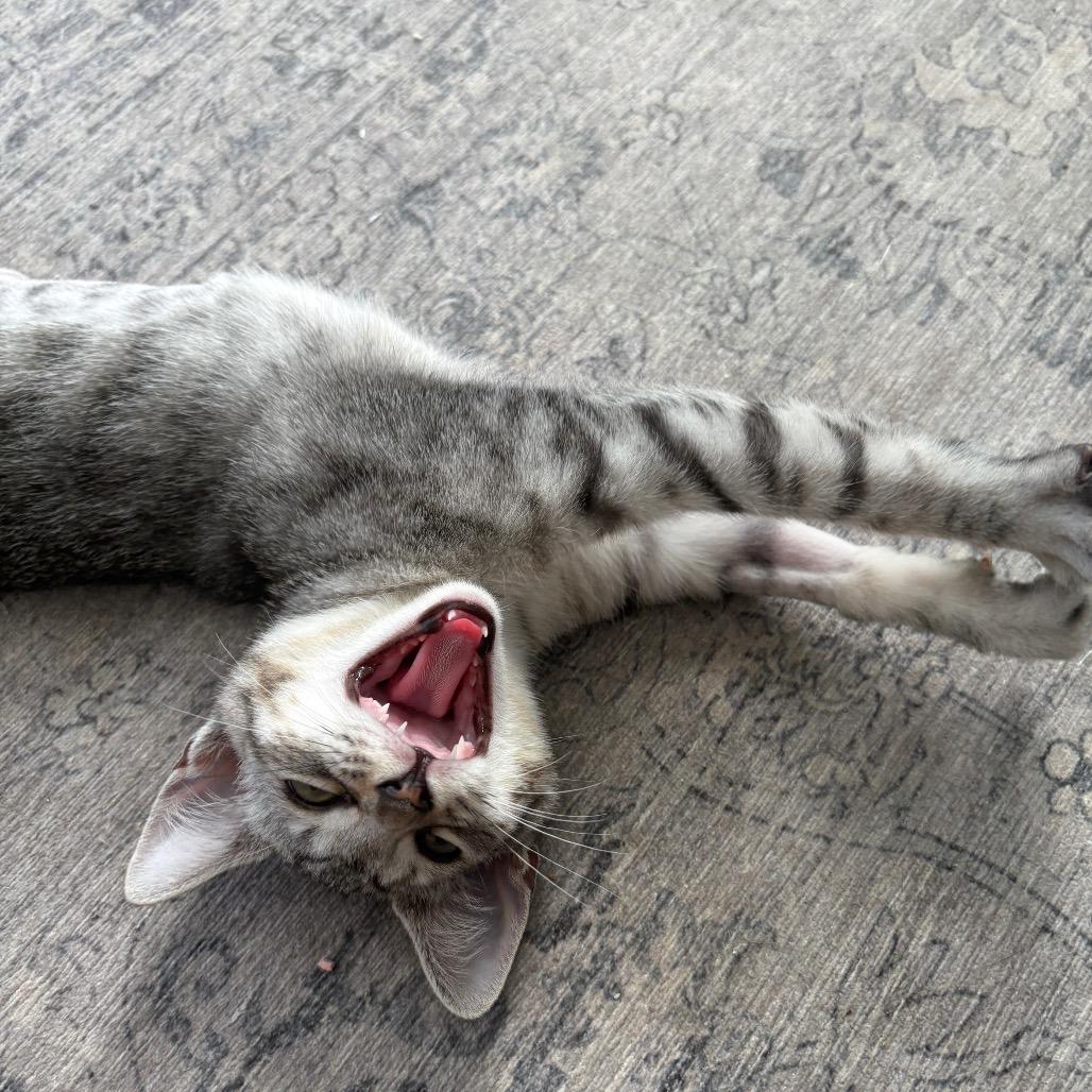 Enlarge Tiki Torch, a Adoptable Domestic Short Hair in Costa Mesa, CA image 6/6