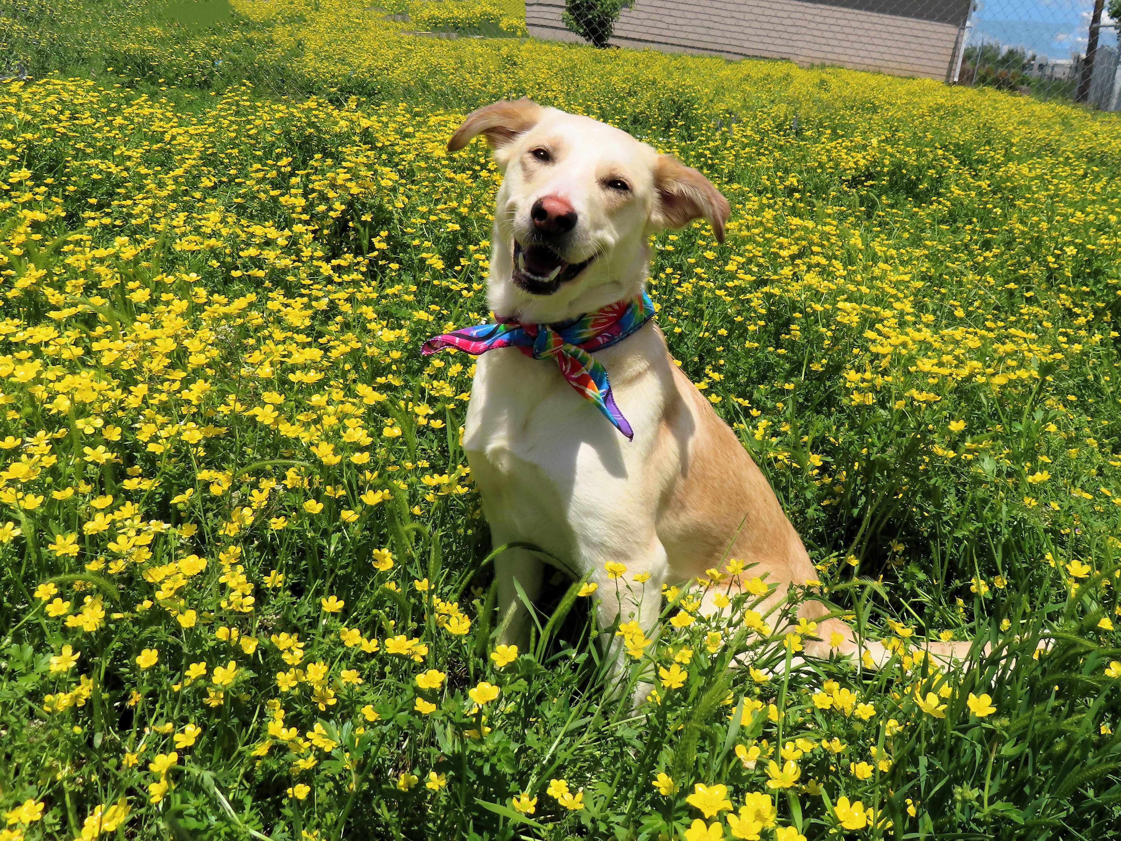Marigold