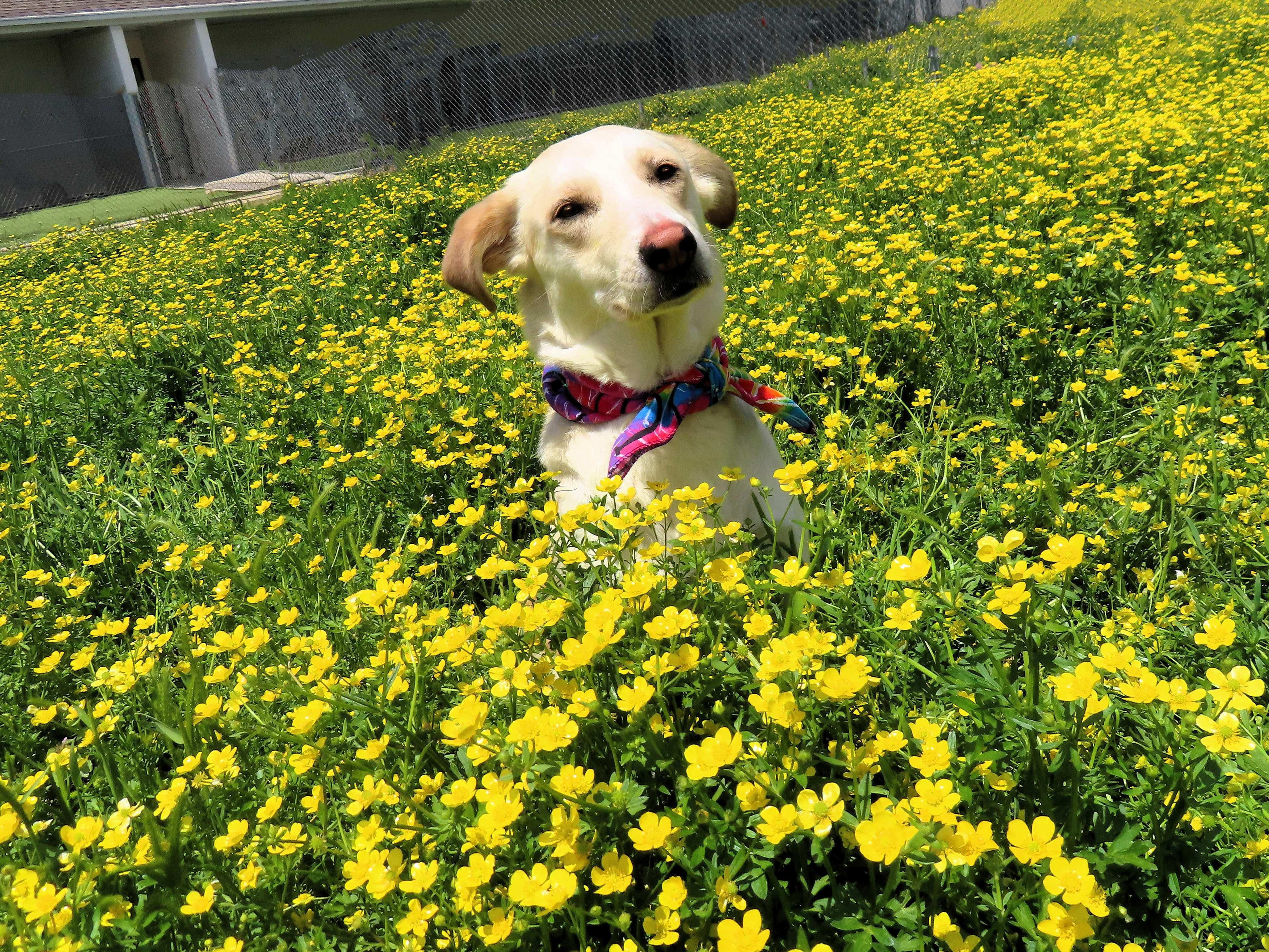 Marigold