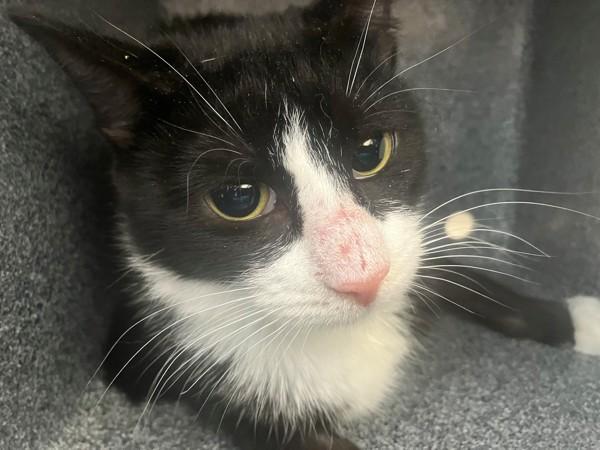 Enlarge Cherry, a Adoptable mixed breed in Staten Island, NY image 1/1