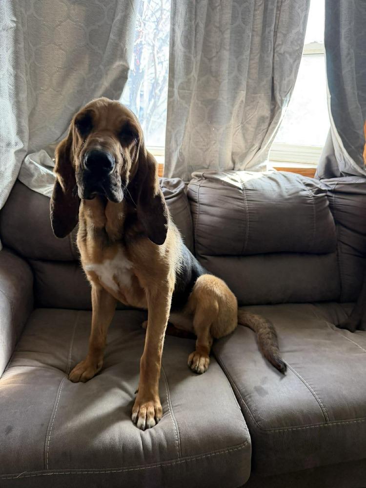 Enlarge Kahlua - fostered in Omaha, a Adoptable Bloodhound in Shawnee Mission, KS image 1/4