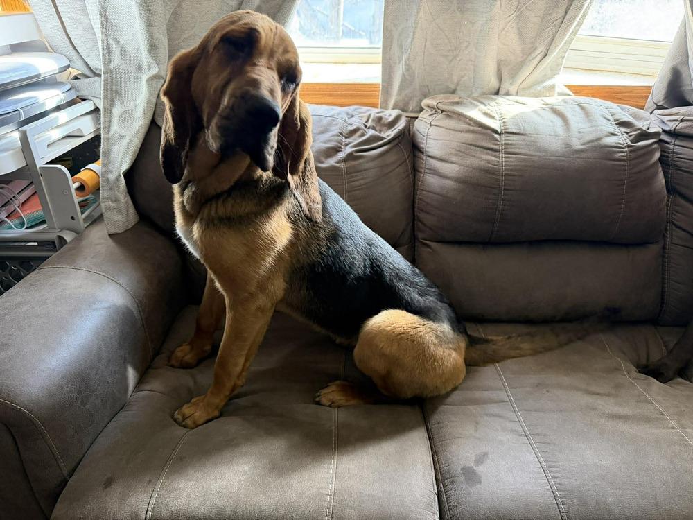 Enlarge Kahlua - fostered in Omaha, a Adoptable Bloodhound in Shawnee Mission, KS image 2/4