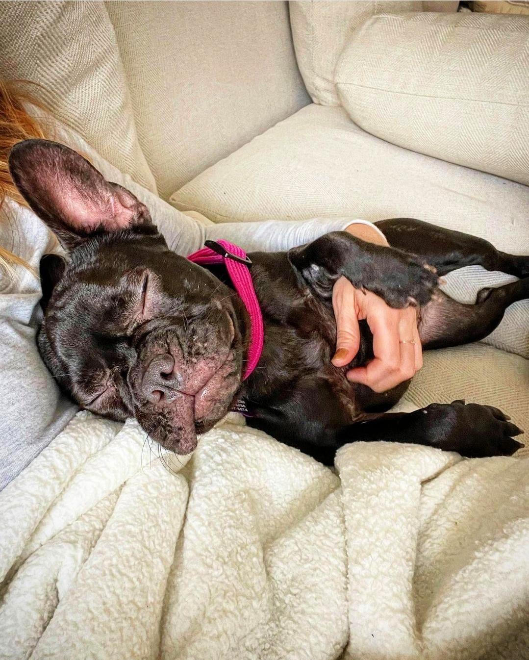Emmy loves to cuddle, ADOPTABLE, Young Female French Bulldog.