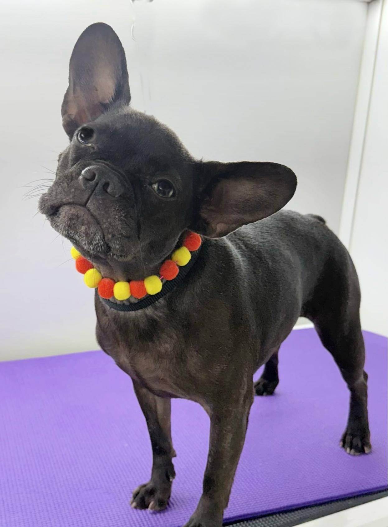 Enlarge Emmy loves to cuddle, a ADOPTABLE French Bulldog in Redondo Beach, CA image 2/6