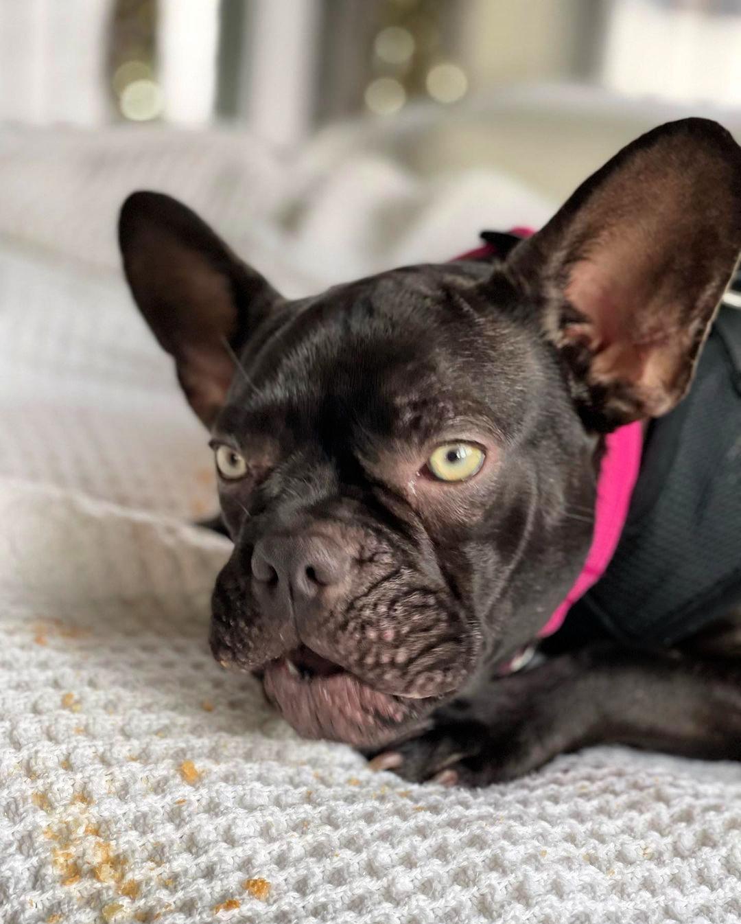 Enlarge Emmy loves to cuddle, a ADOPTABLE French Bulldog in Redondo Beach, CA image 4/6