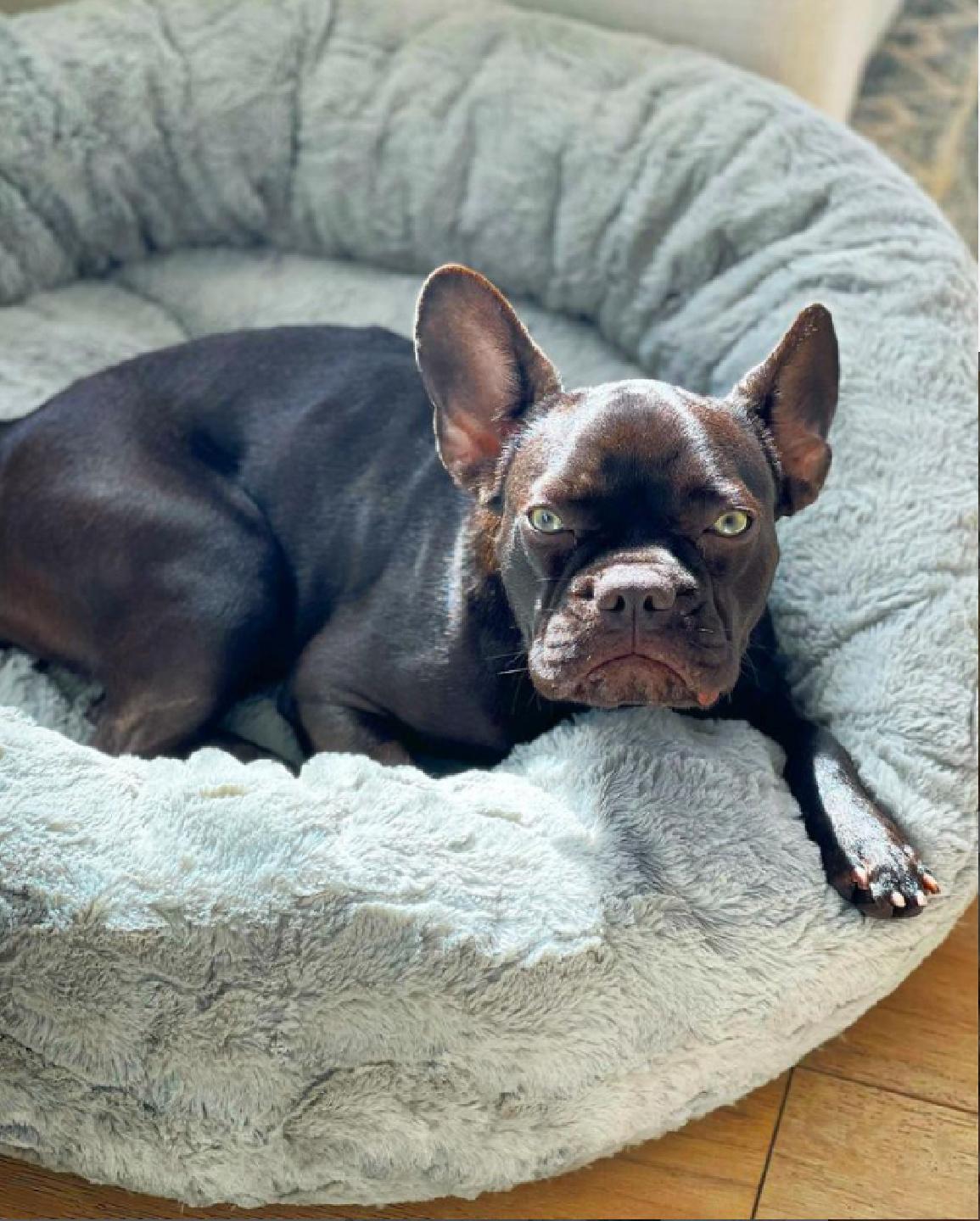 Enlarge Emmy loves to cuddle, a ADOPTABLE French Bulldog in Redondo Beach, CA image 6/6