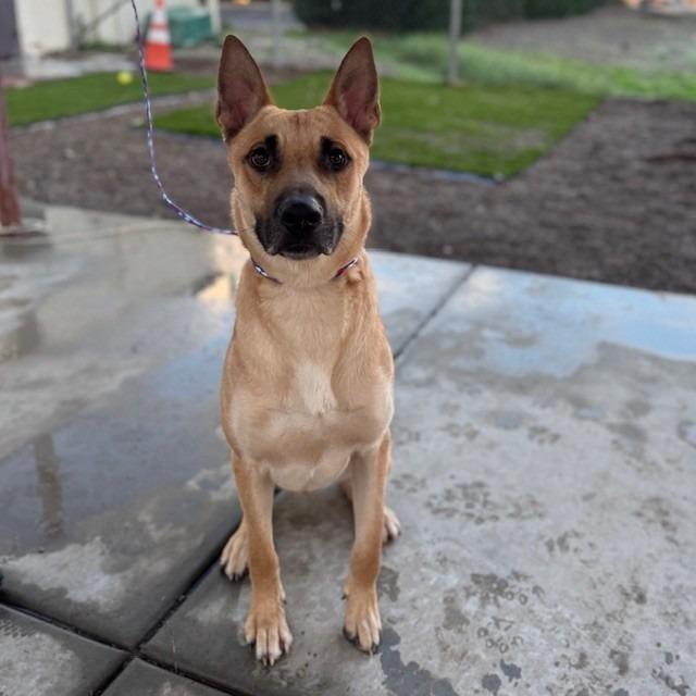 HAMILTON, Adoptable, Adult Male German Shepherd Dog.