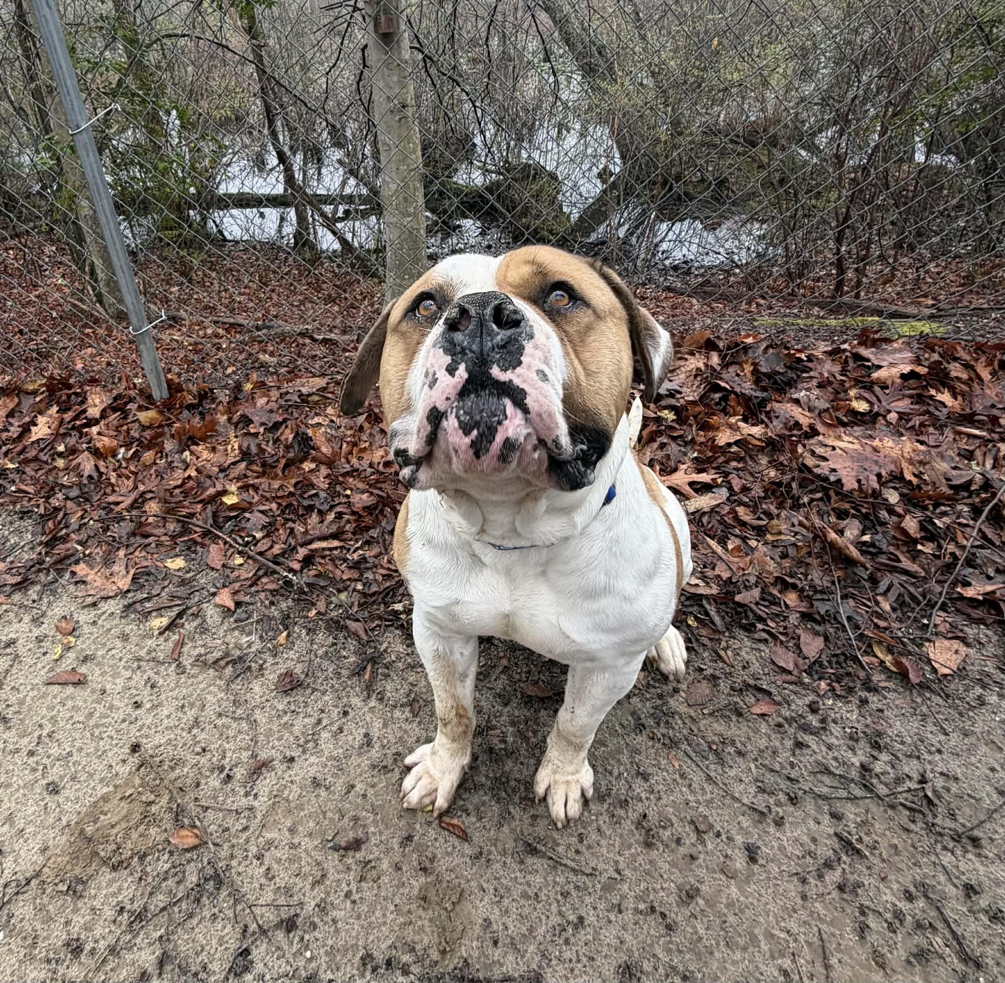 Enlarge Brutus, a ADOPTABLE American Bulldog in Sunderland, MD image 5/5