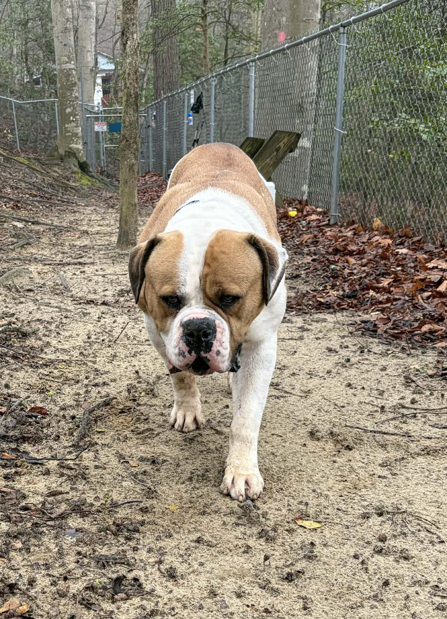 Enlarge Brutus, a ADOPTABLE American Bulldog in Sunderland, MD image 4/5