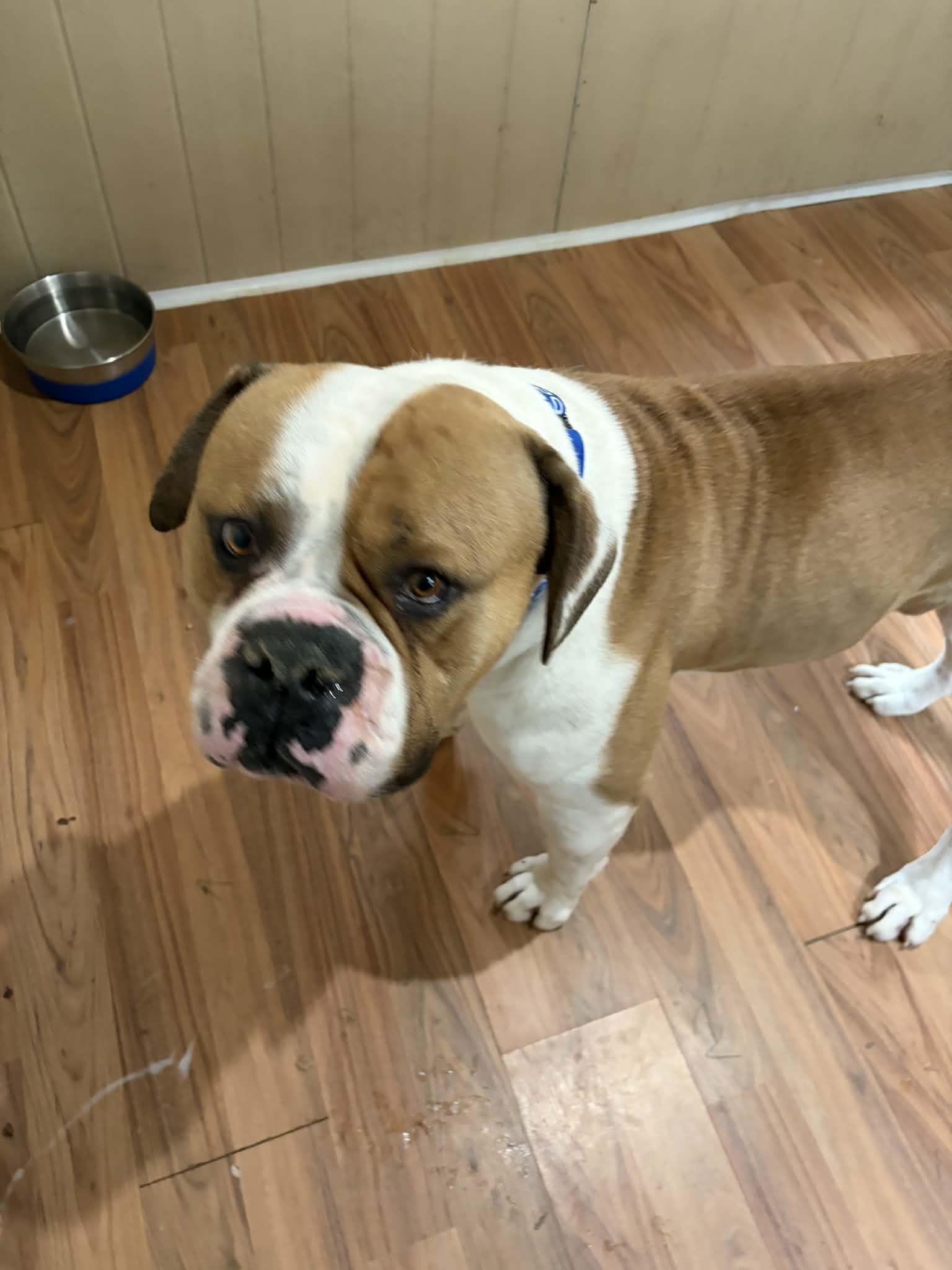 Enlarge Brutus, a ADOPTABLE American Bulldog in Sunderland, MD image 2/5