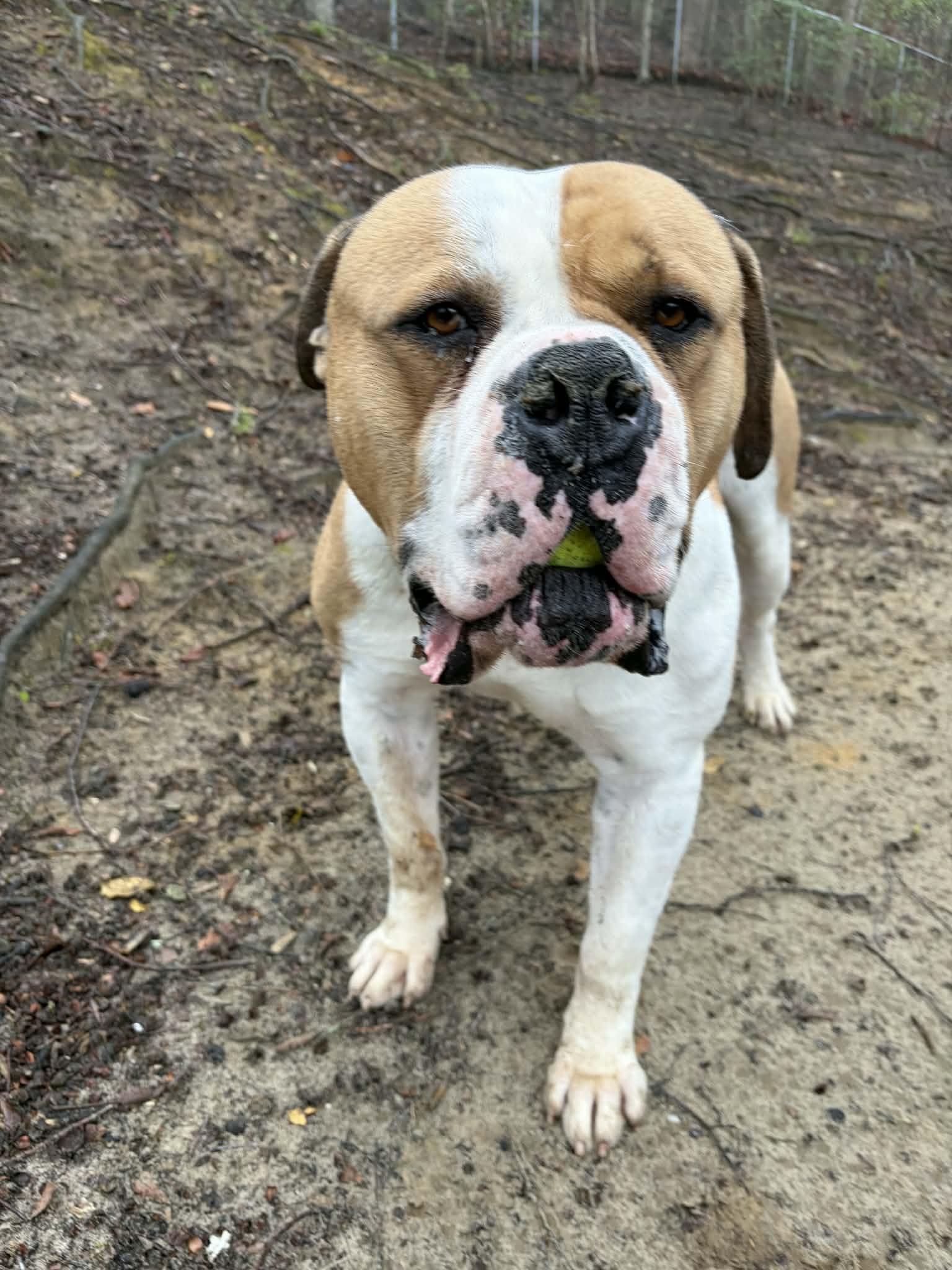 Enlarge Brutus, a ADOPTABLE American Bulldog in Sunderland, MD image 3/5