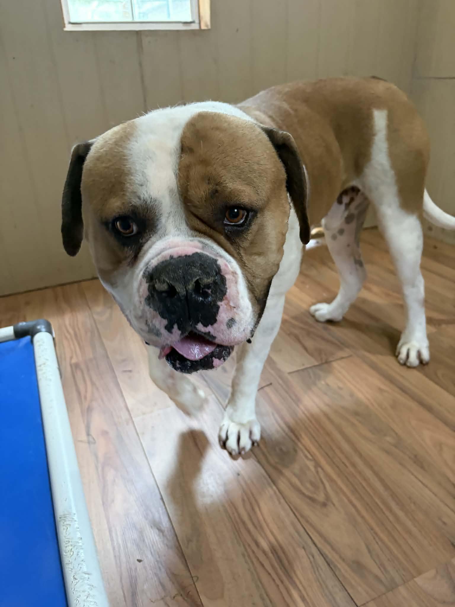 Brutus, ADOPTABLE, Adult Male American Bulldog.