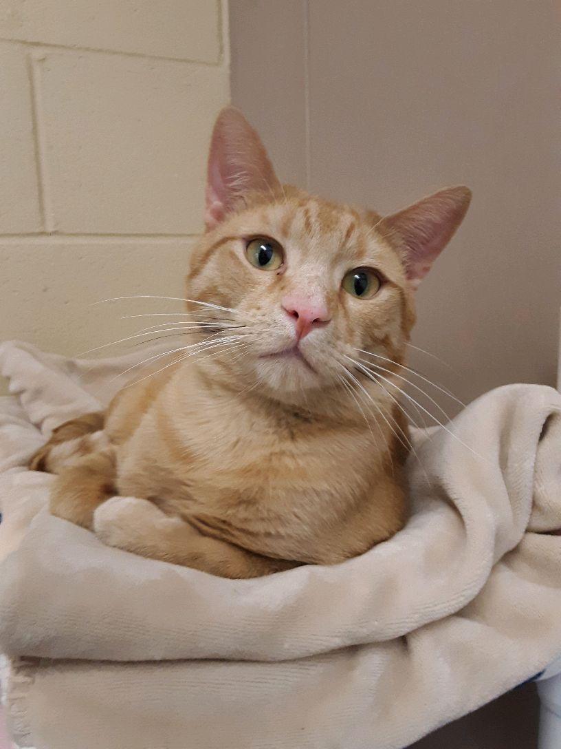 Tang, Sunkist and Calvin, an adoptable Domestic Short Hair in Pueblo, CO, 81001 | Photo Image 1