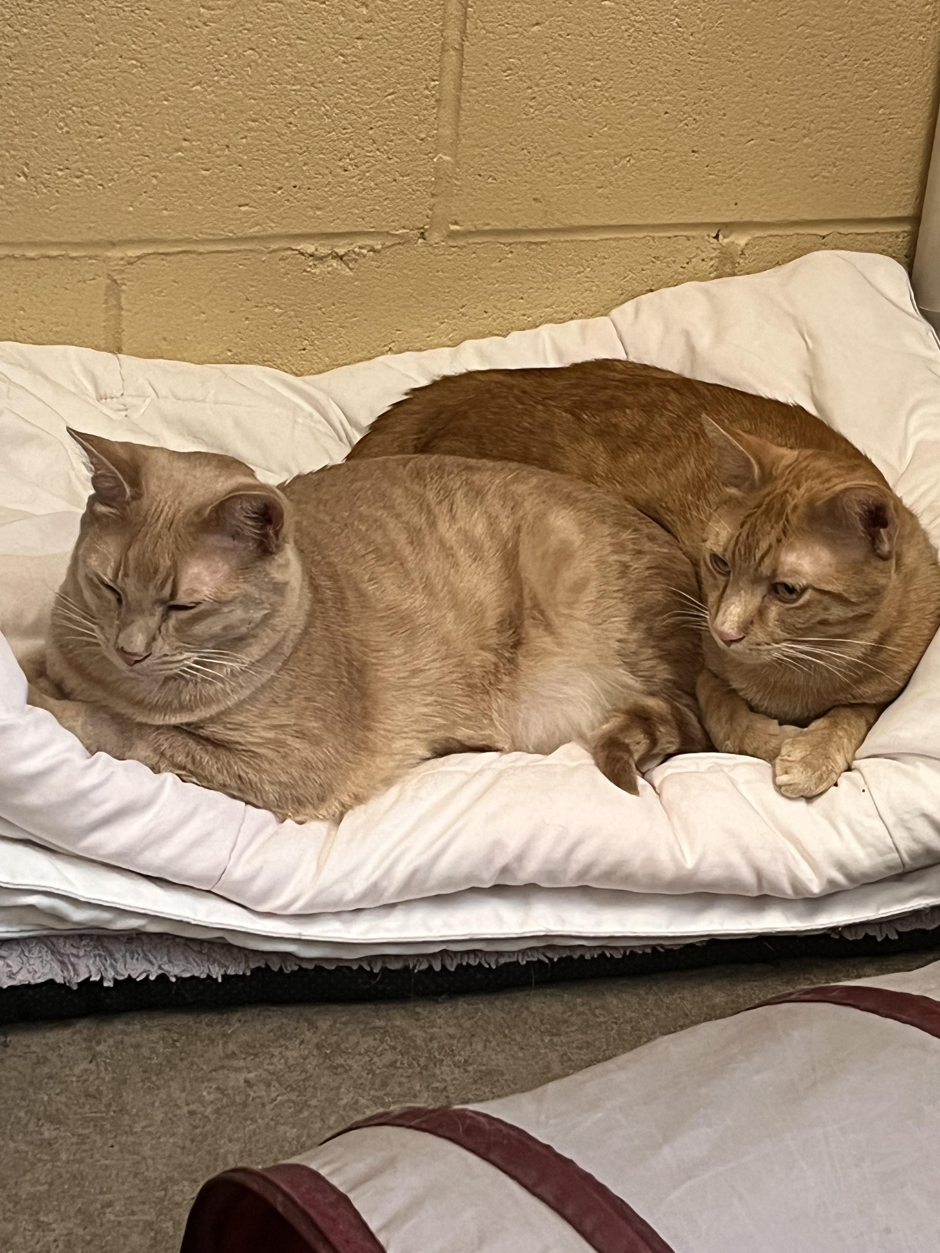 Tang, Sunkist and Calvin, an adoptable Domestic Short Hair in Pueblo, CO, 81001 | Photo Image 4