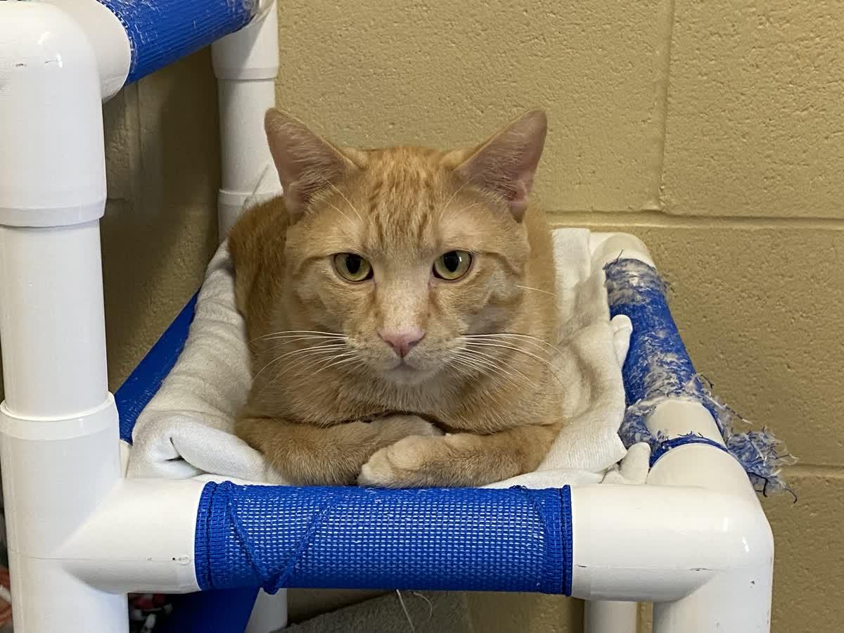 Tang, Sunkist and Calvin, an adoptable Domestic Short Hair in Pueblo, CO, 81001 | Photo Image 2