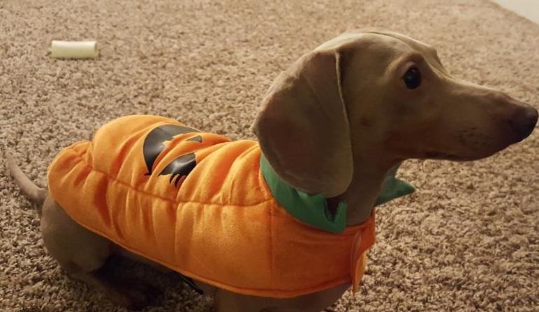 Enlarge SHAUN--ISABELLA, a ADOPTABLE Dachshund in Georgetown, KY image 3/5