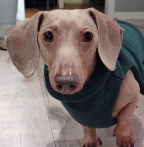 Enlarge SHAUN--ISABELLA, a ADOPTABLE Dachshund in Georgetown, KY image 2/5