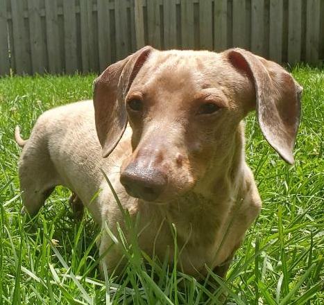 Enlarge SHAUN--ISABELLA, a ADOPTABLE Dachshund in Georgetown, KY image 5/5