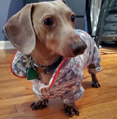 Enlarge SHAUN--ISABELLA, a ADOPTABLE Dachshund in Georgetown, KY image 4/5