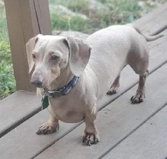 Enlarge SHAUN--ISABELLA, a ADOPTABLE Dachshund in Georgetown, KY image 1/5
