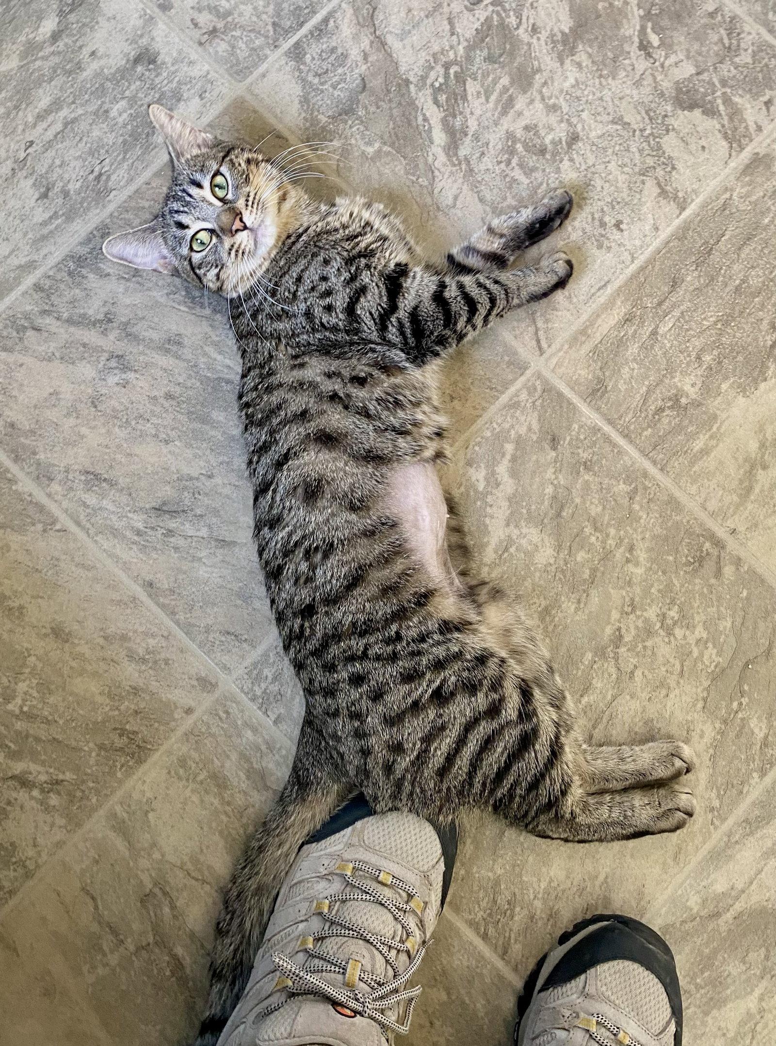 Serenity, Adoptable, Adult Female Domestic Short Hair & Tabby.