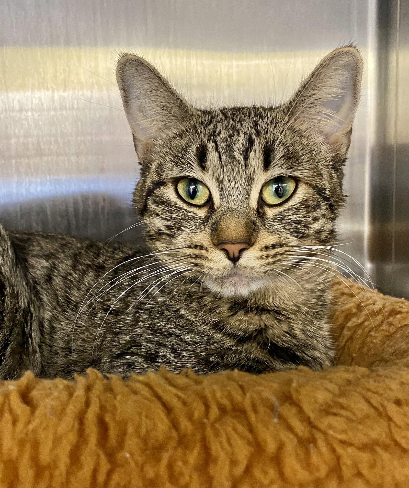 Enlarge Serenity, a Adoptable mixed breed in Fargo, ND image 2/2