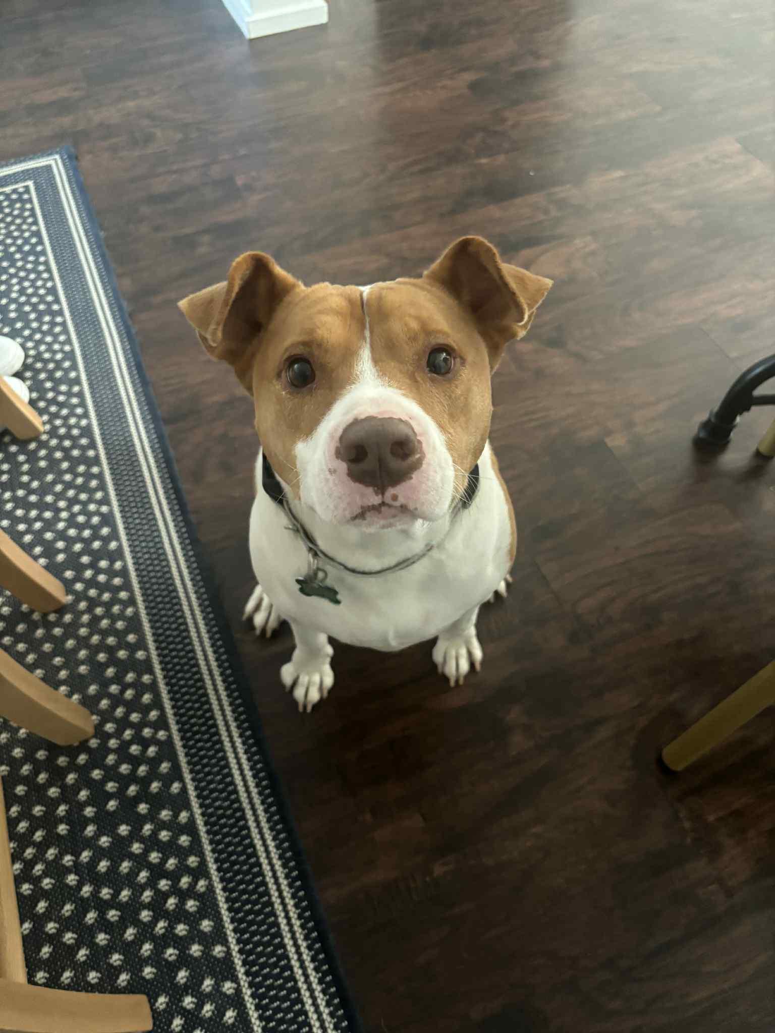 Brayton, Adoptable, Adult Male Pit Bull Terrier & Jack Russell Terrier.