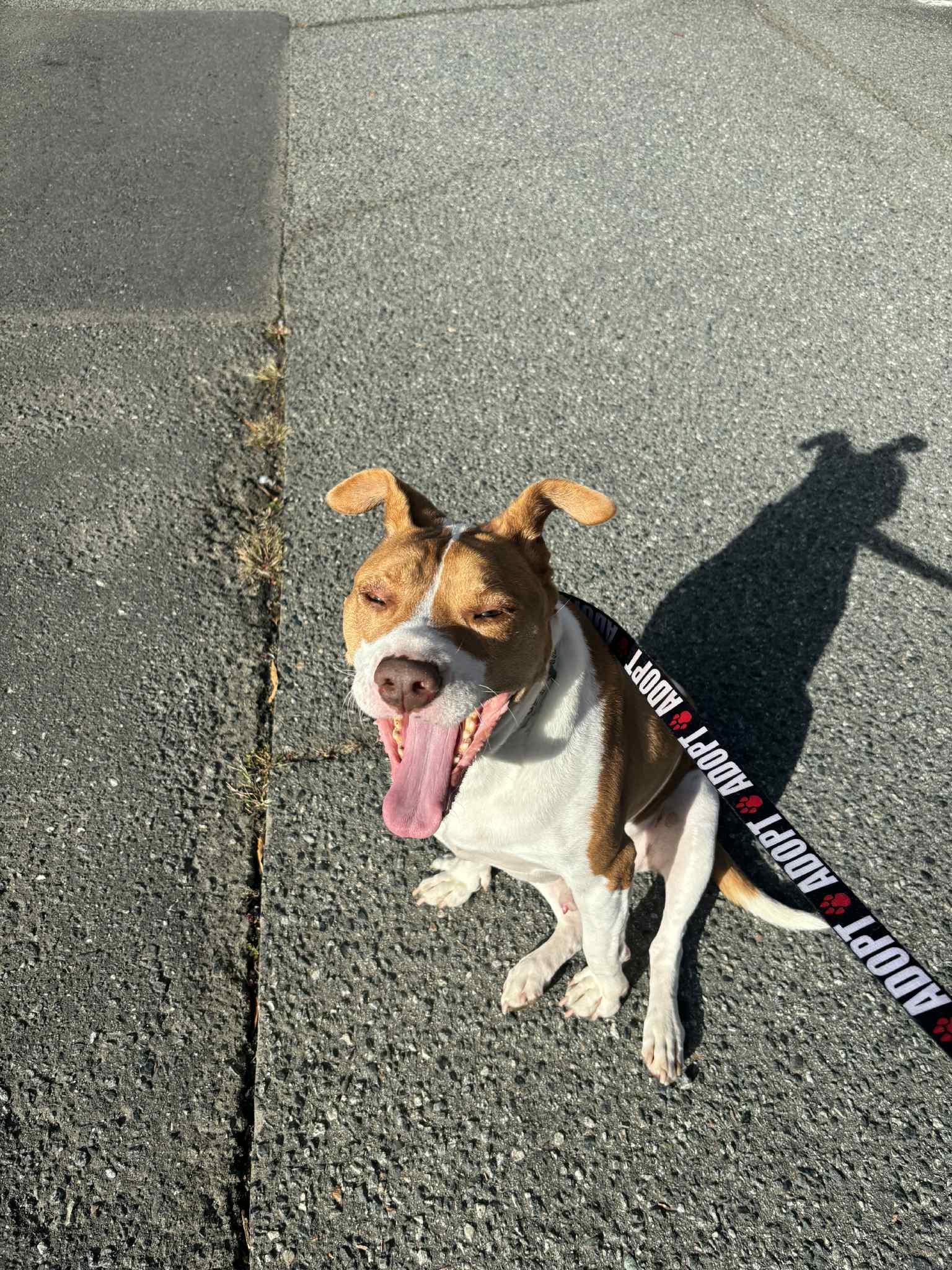 Brayton, a Adoptable mixed breed in Charlotte, NC image 2/3