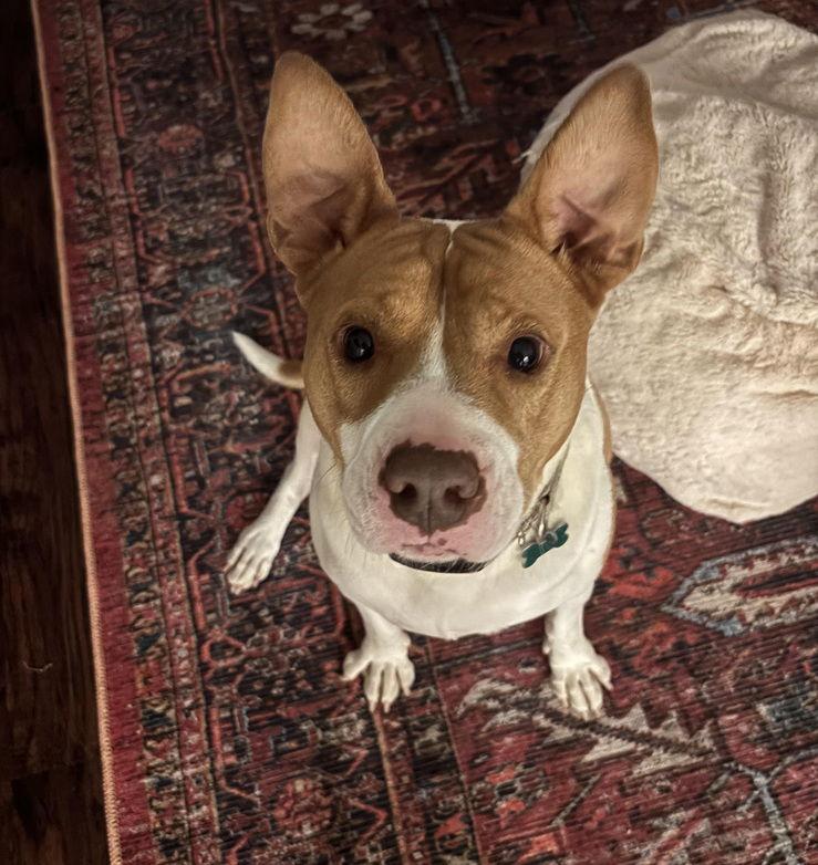 Brayton, a Adoptable mixed breed in Charlotte, NC image 3/3