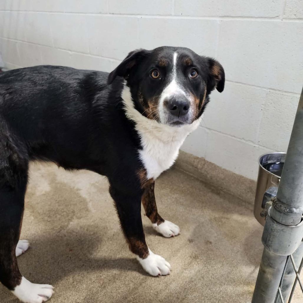 Enlarge GEORGIE, an adopted mixed breed in Corydon, IN image 1/1