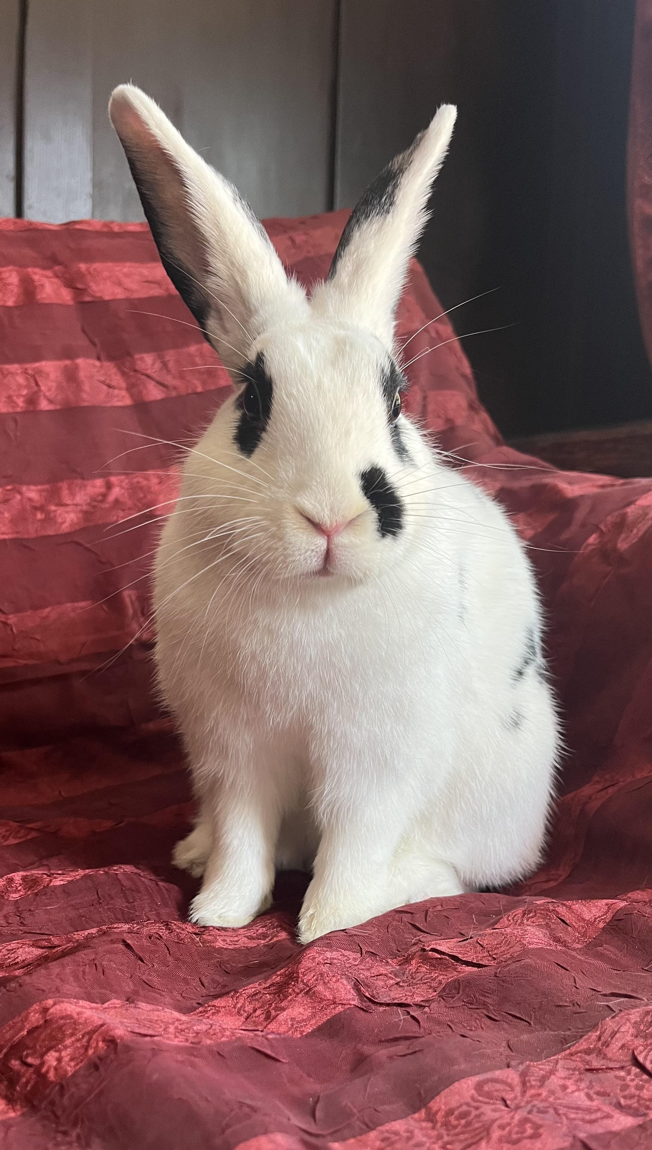 Enlarge Chocolate Chip, a Adoptable English Spot in Livermore, CA image 4/6