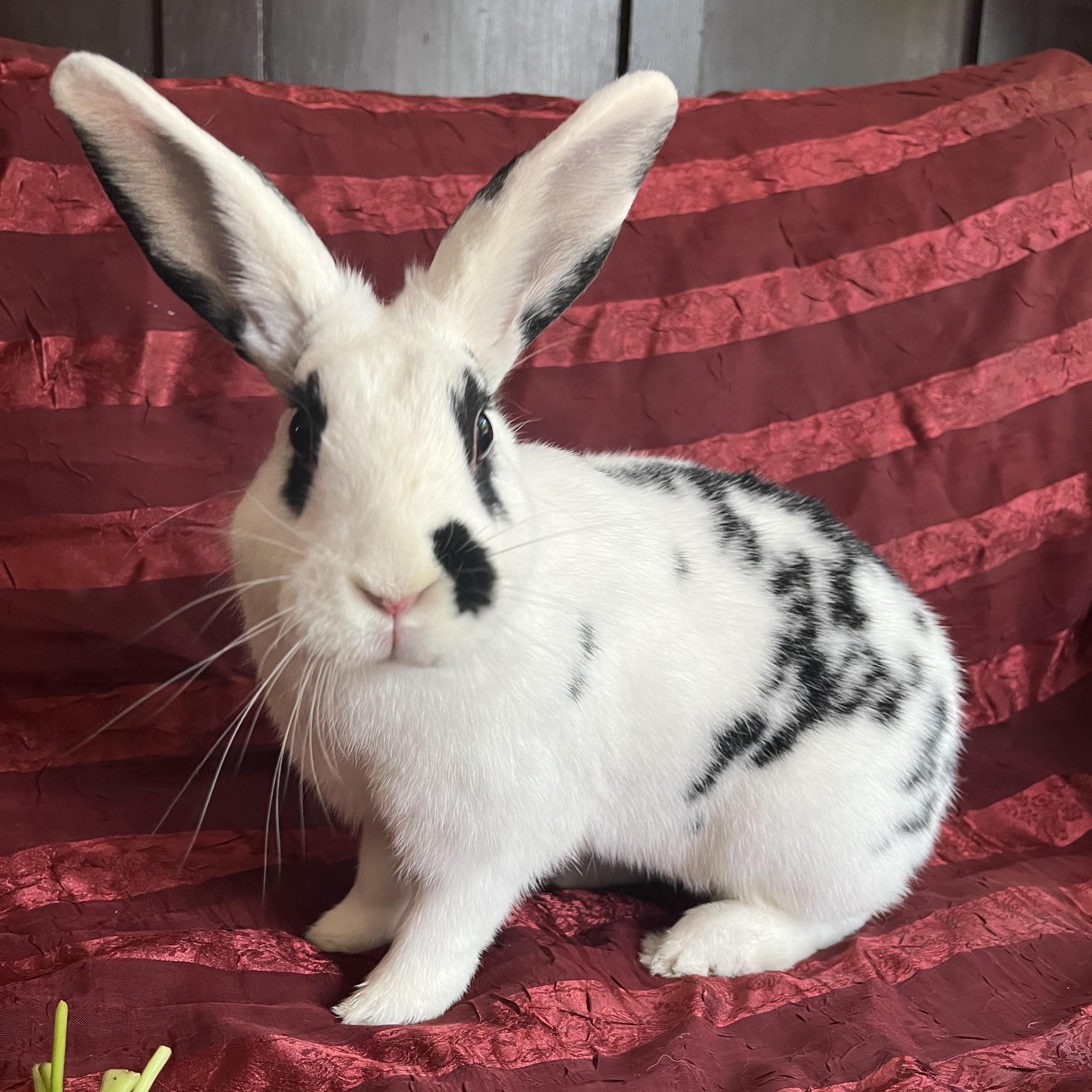 Enlarge Chocolate Chip, a Adoptable English Spot in Livermore, CA image 5/6