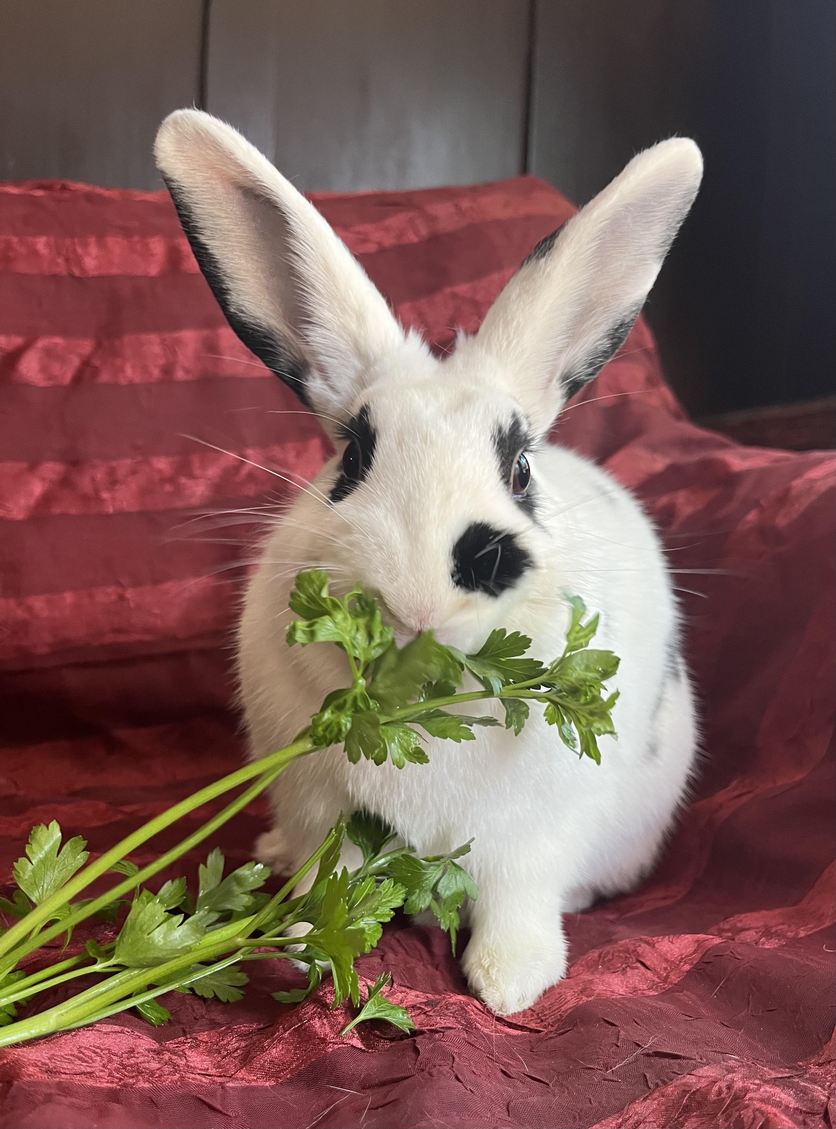 Enlarge Chocolate Chip, a Adoptable English Spot in Livermore, CA image 1/6