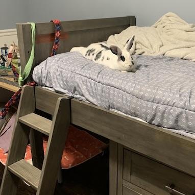 Enlarge Chocolate Chip, a Adoptable English Spot in Livermore, CA image 6/6