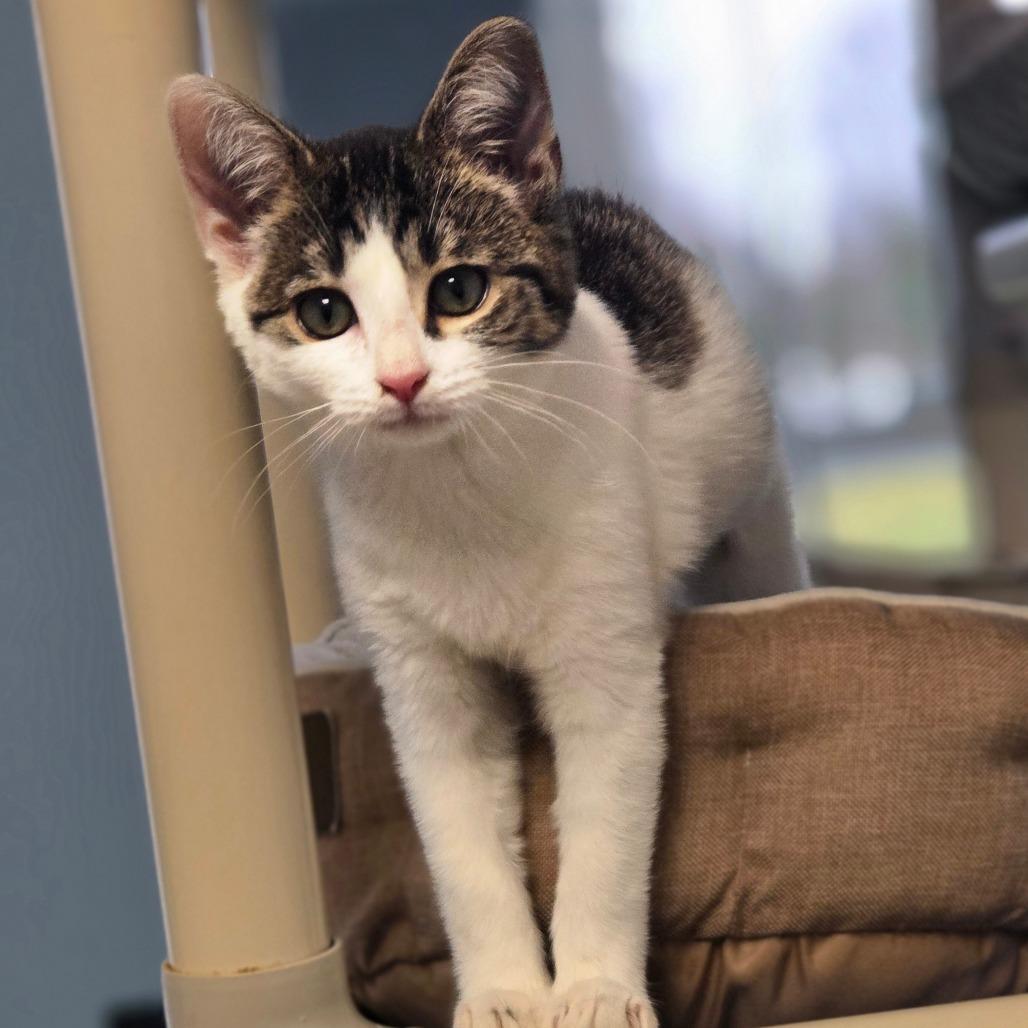 Nadia, Adoptable, Kitten Female Domestic Short Hair.