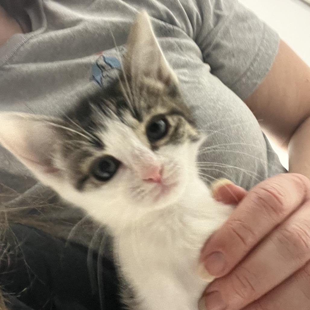 Nadia, Adoptable, Kitten Female Domestic Short Hair.