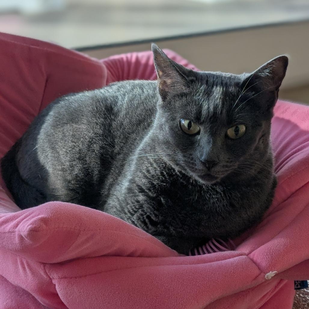 Vita, Adoptable, Adult Female Domestic Short Hair.