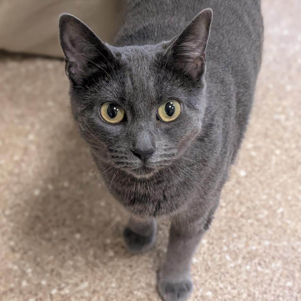 Vita, Adoptable, Adult Female Domestic Short Hair.