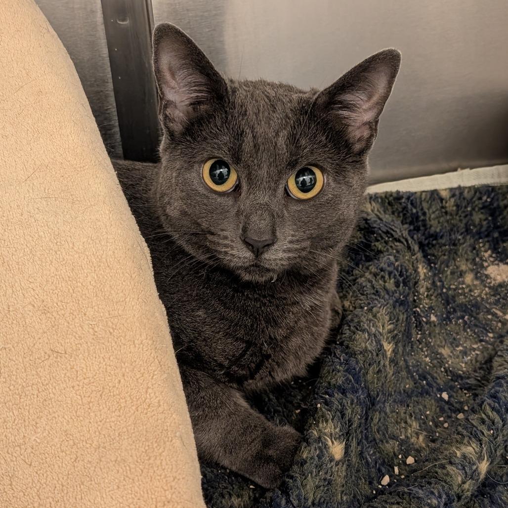 Vita, Adoptable, Adult Female Domestic Short Hair.