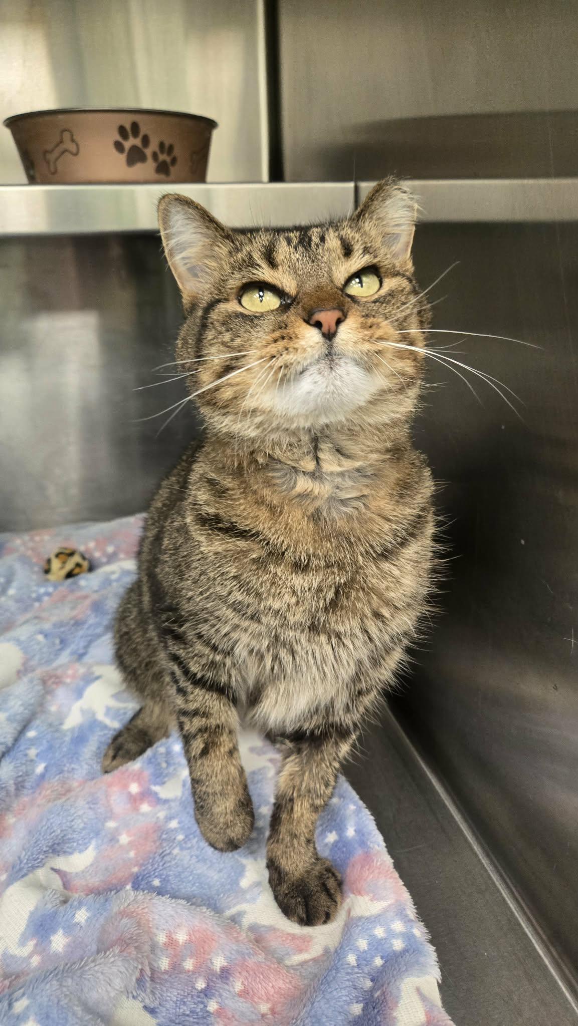 Chilaquiles, a Adoptable Domestic Short Hair in Martinsville, IN image 3/3