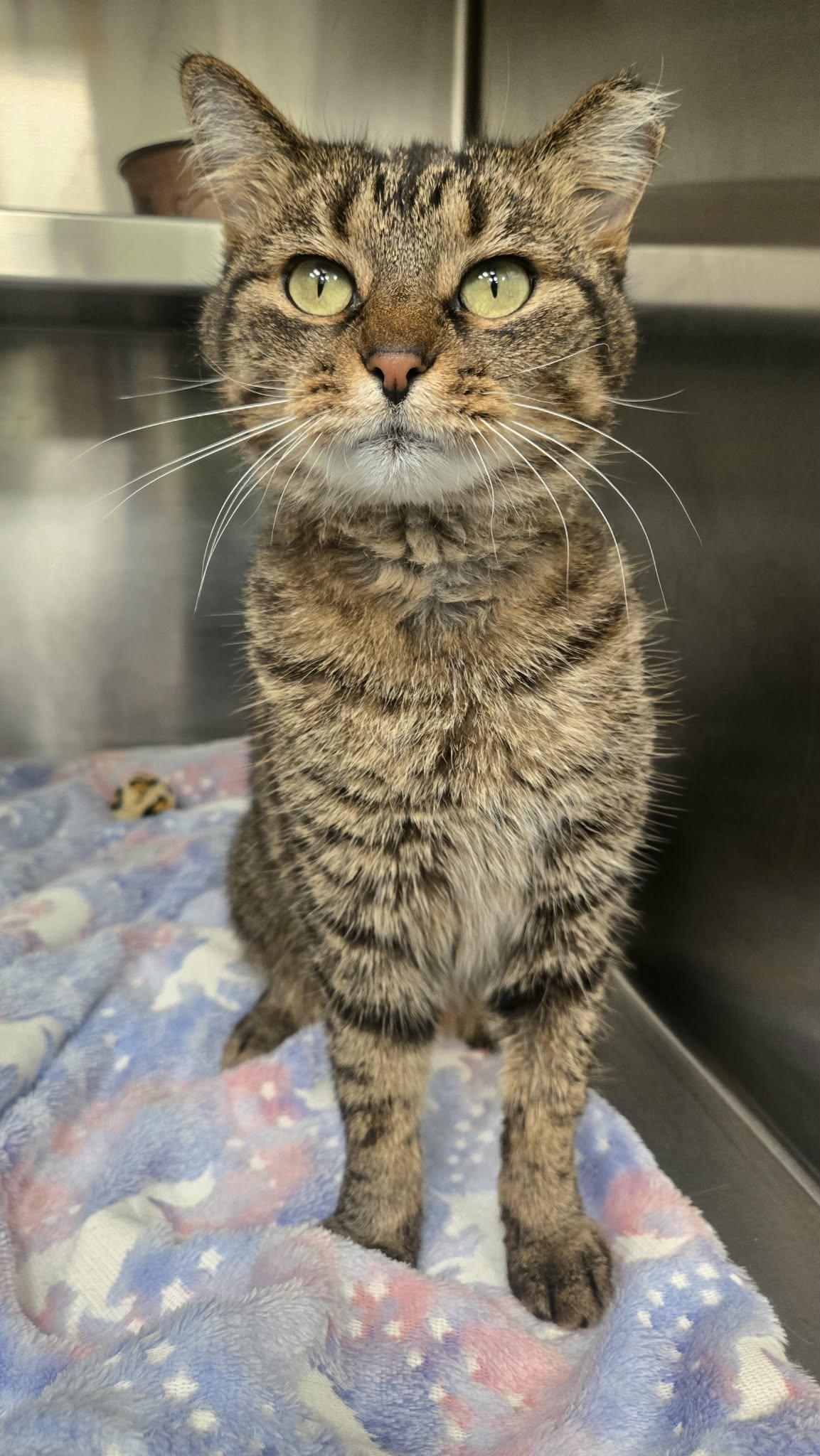 Chilaquiles, Adoptable, Adult Female Domestic Short Hair.