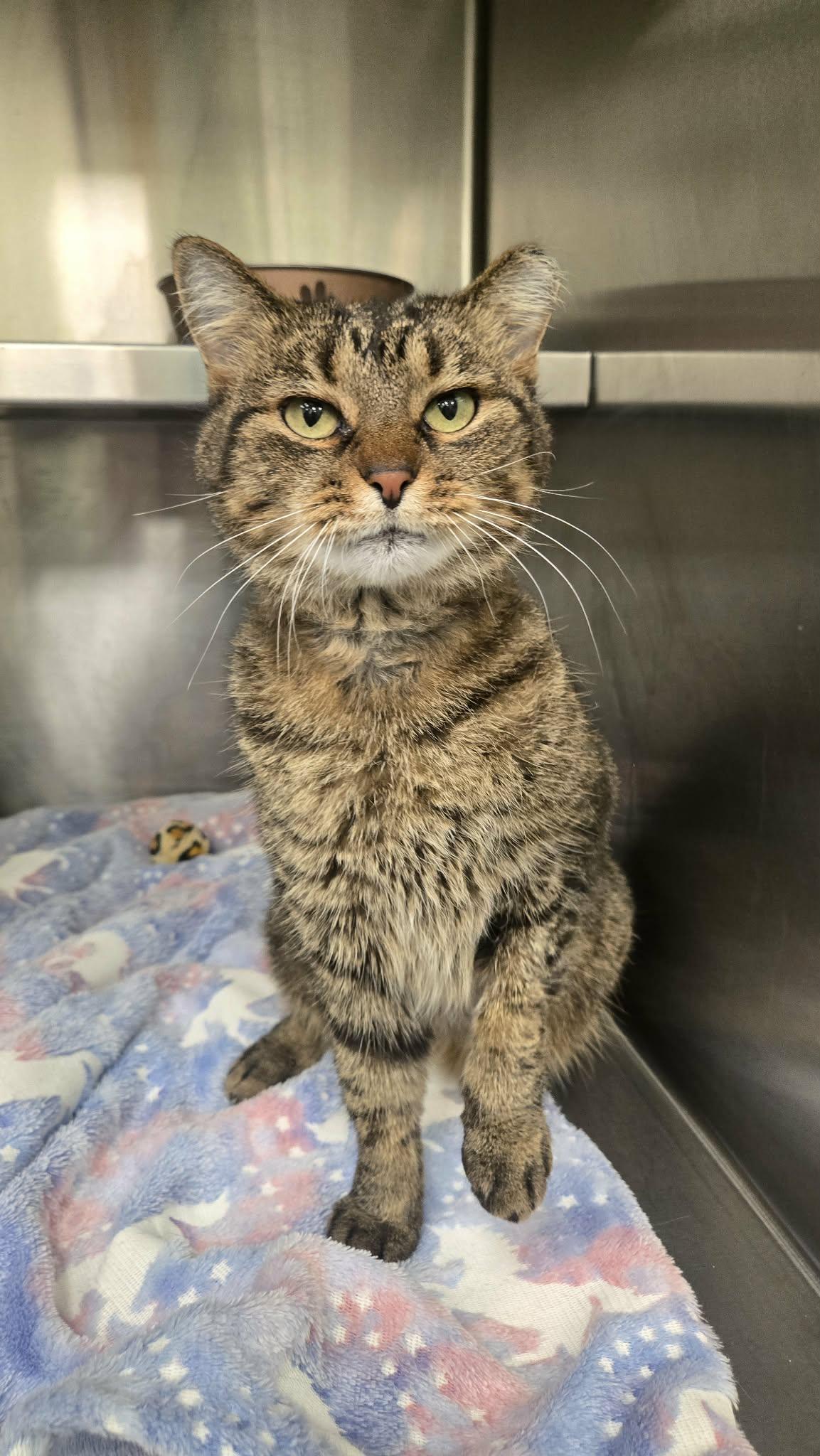 Chilaquiles, a Adoptable Domestic Short Hair in Martinsville, IN image 2/3