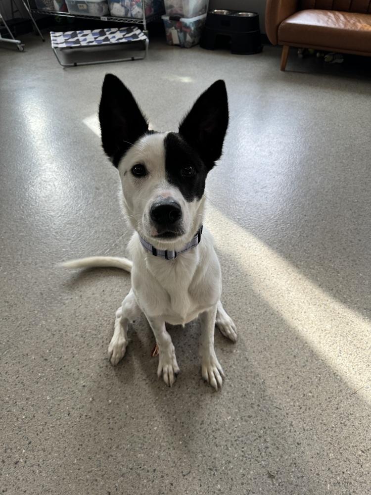 Brodie (FKA Clifford 23-018 D), a Adoptable mixed breed in Lansing, MI image 1/6