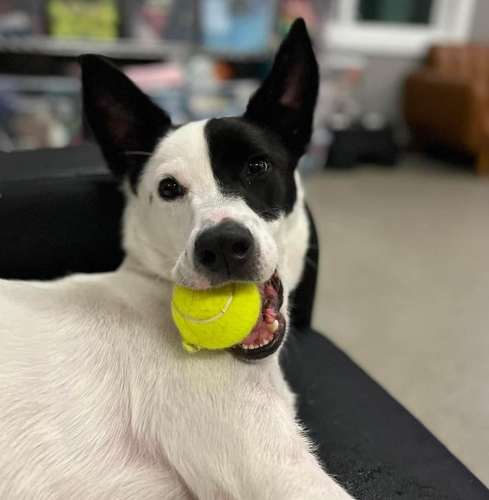 Brodie (FKA Clifford 23-018 D), a Adoptable mixed breed in Lansing, MI image 2/6