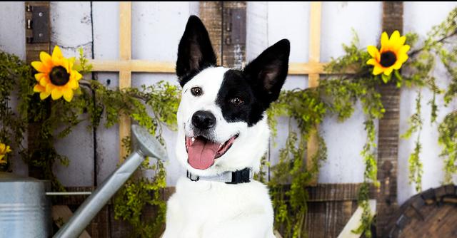 Brodie (FKA Clifford 23-018 D), a Adoptable mixed breed in Lansing, MI image 3/6