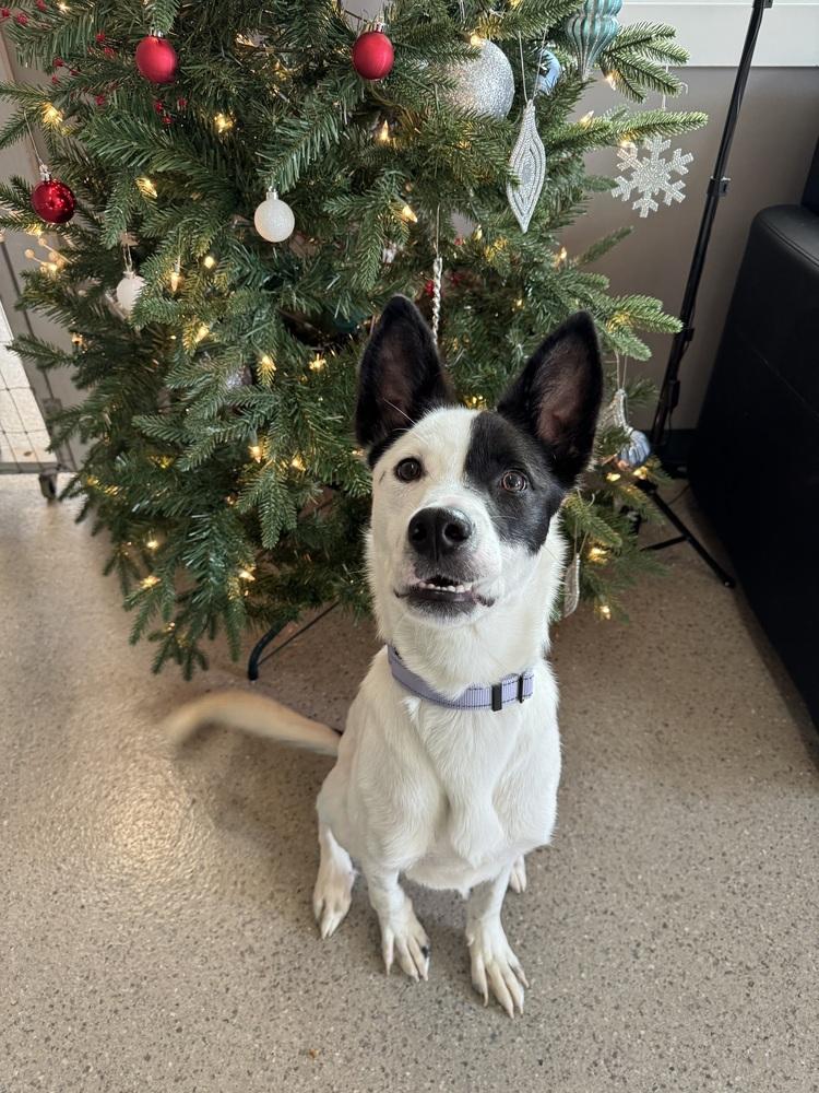 Brodie (FKA Clifford 23-018 D), a Adoptable mixed breed in Lansing, MI image 4/6