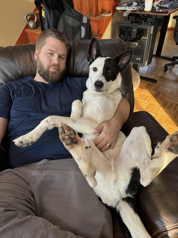 Brodie (FKA Clifford 23-018 D), a Adoptable mixed breed in Lansing, MI image 5/6