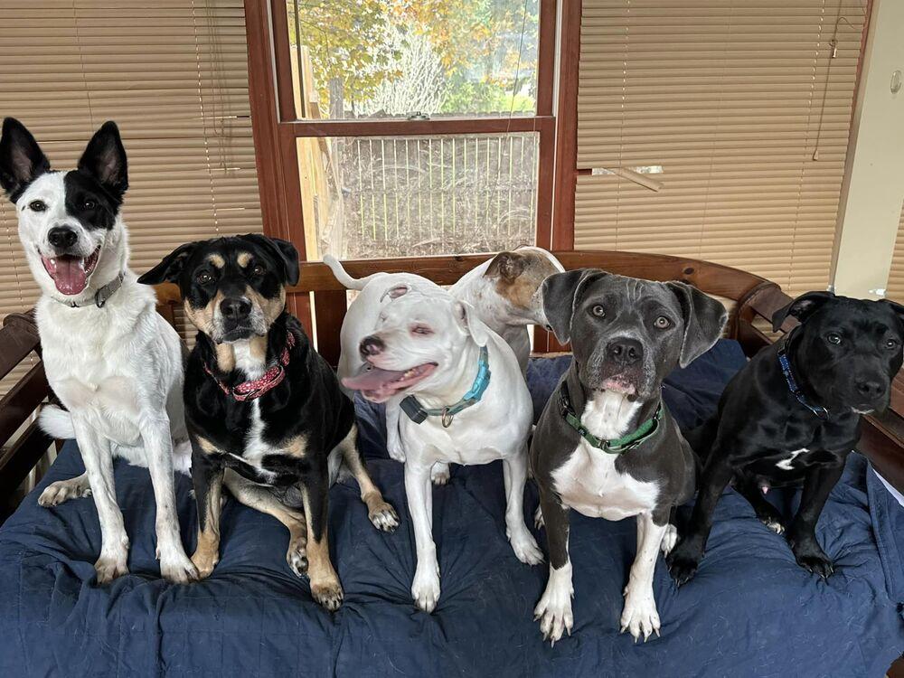 Brodie (FKA Clifford 23-018 D), a Adoptable mixed breed in Lansing, MI image 6/6